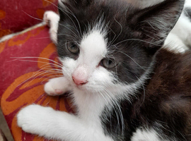 Kittens