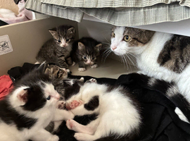 kittens