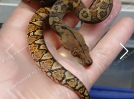 Female sd retic