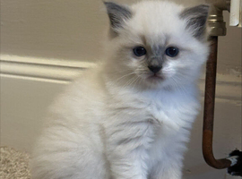 Pure Ragdolls - Two Females left only