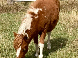 Shetland Mini Filly Foal