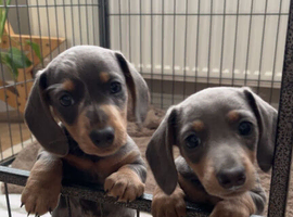 Stunning miniature dachshund puppies