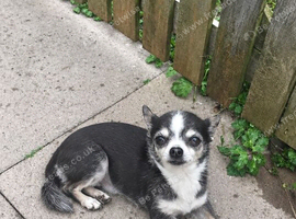 Teacup chihuahua girl