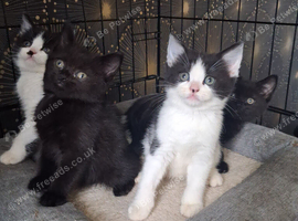 British Shorthair cross kittens