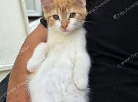 Kittens for sale half mainecoon