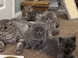 Scottish Fold and Straight kittens