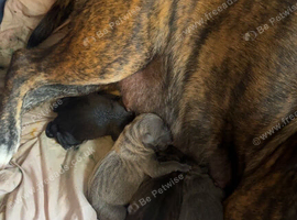 Puppies for sale