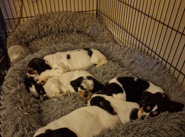 Bocker puppies