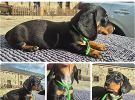 LAST BOY ** PRA CLEAR MINIATURE DACHSHUND