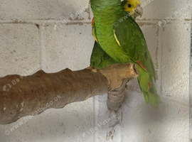 South west parrot rescue