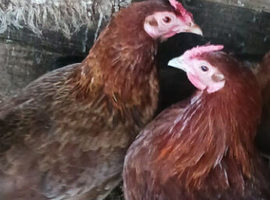 Bantam game bird cross