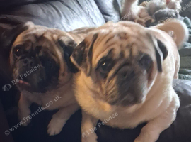 2 pug sisters