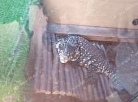 Male 2year old tegu