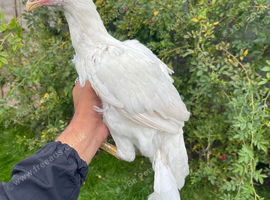 Pure paper white Aseel hen for sale