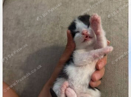 Mixed mancoon