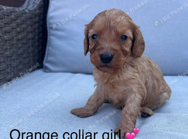 Health tested cavapoos