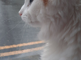 Mialo ( paralysed and incontinent cat)