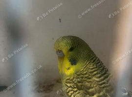 Selling baby's budgies