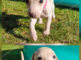 KC Registered Cream Italian Greyhound Puppies