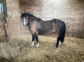 Beautiful very well bred broodmare, companion or show pony