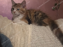 11 week old female calico kitten