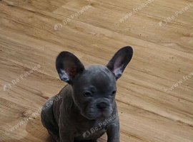 Meet Yellow, our gorgeous Blue French Bulldog girl!