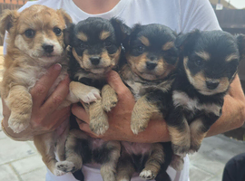 4 pups available pom x jackchi