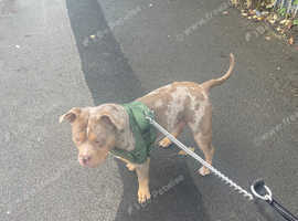 Tri-Merl Pocket bull