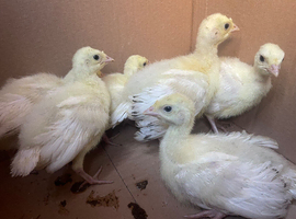 7 crollwitzer turkey chicks for sale