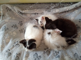 Kittens