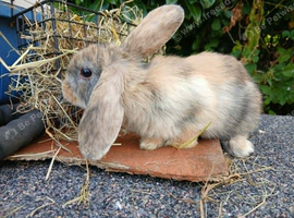 4 baby bunnies for sale Lionhead x Mini lops