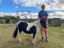 Shallowater Precious - Registered Miniature Shetland