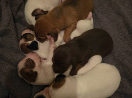 Springer spaniel x Paterdale puppies