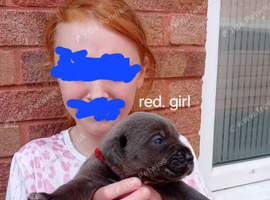 Blue Cane Corso puppies