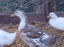 Large silver appleyard female