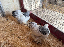 Pair of Columbine pekins