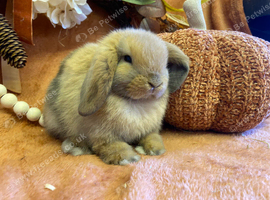 Mini lop