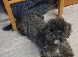 Shipoo for sale age 3