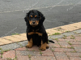 COCKER SPANIEL