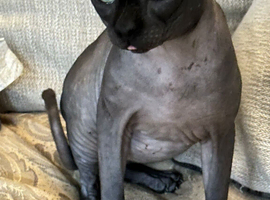 Canadian Sphinx