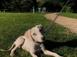 Dalmatian cross puppy looking for forever home