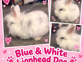Lionhead Doe