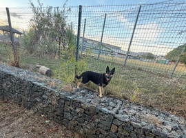 German Shepard