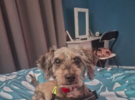 Miniature schnauzer x Yorkshire terrier