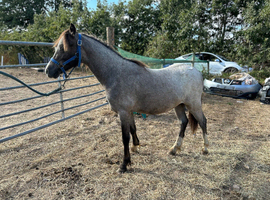 Registered Welsh a colt