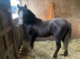 Stunning young gelding