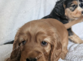 Kc registered cocker spaniel puppies