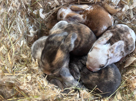 5 Lop cross Rex Babies