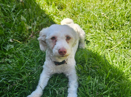 Bison maltese