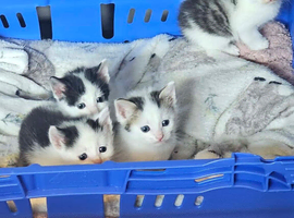 Beautiful litter of kittens READY NOW